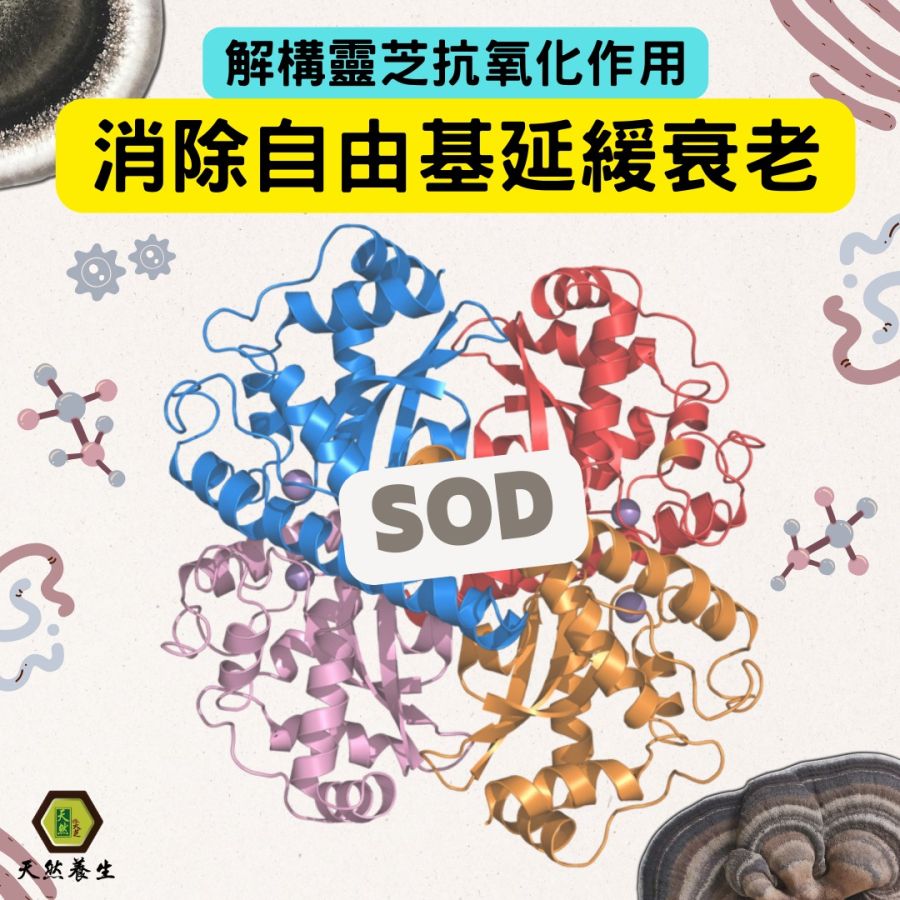 解构灵芝抗氧化作用，消除自由基延缓衰老